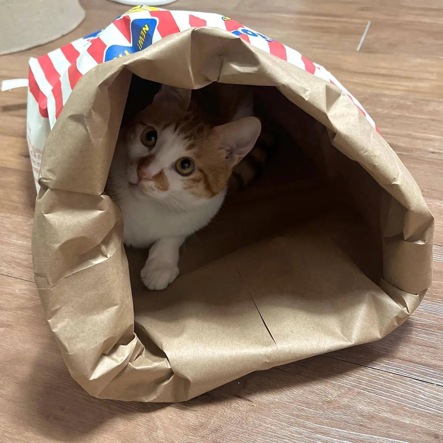 Giant Crinkle Popcorn Sack – Interactive Snuffle Burrow & Cat Tunnel (Cute Nosework Toy)